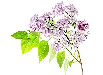 《连咒》即将登陆Steam 经典日式恐怖冒险